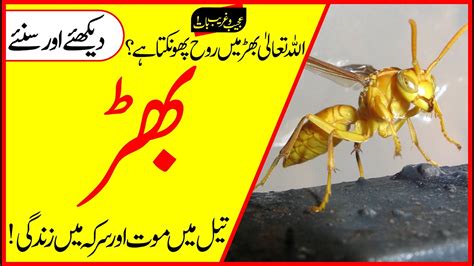 wasps meaning in urdu